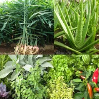 Medicinal plants identifier